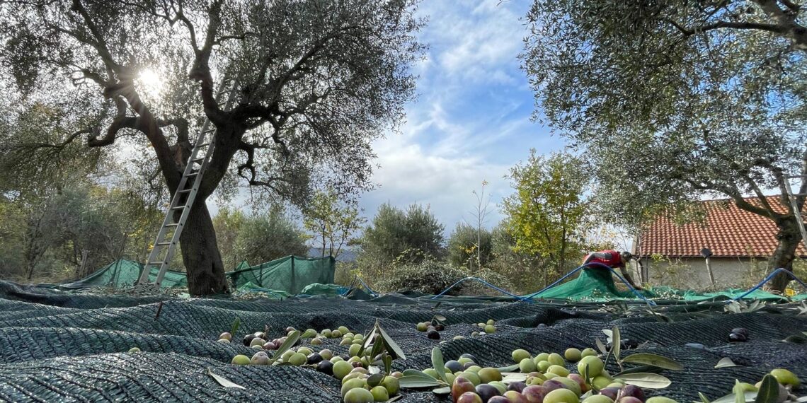 Costi fino a oltre 9 €/litro, aziende costrette a vendere sottocosto mentre la GdO spinge miscele di origine incerta