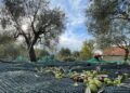 Costi fino a oltre 9 €/litro, aziende costrette a vendere sottocosto mentre la GdO spinge miscele di origine incerta
