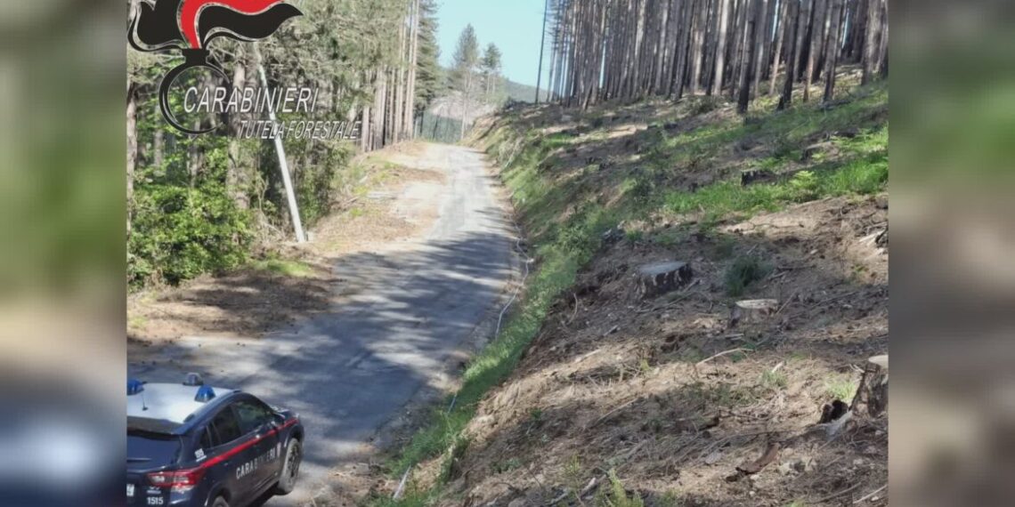 Taglio illecito di alberi, sequestrata un’area boschiva a Nardodipace
