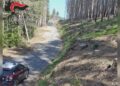 Taglio illecito di alberi, sequestrata un’area boschiva a Nardodipace