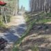 Taglio illecito di alberi, sequestrata un’area boschiva a Nardodipace