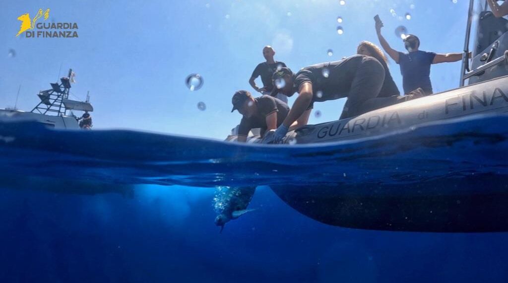 Tornano in mare “Franca” e “Antonella”, le tartarughe caretta-caretta rilasciate dalla Guardia di finanza nel mare vibonese