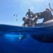 Tornano in mare “Franca” e “Antonella”, le tartarughe caretta-caretta rilasciate dalla Guardia di finanza nel mare vibonese 8 Tornano in mare “Franca” e “Antonella”, le tartarughe caretta-caretta rilasciate dalla Guardia di finanza nel mare vibonese
