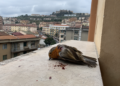 Uccide un uccello con una carabina ad aria compressa: denunciato