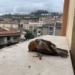 Uccide un uccello con una carabina ad aria compressa: denunciato