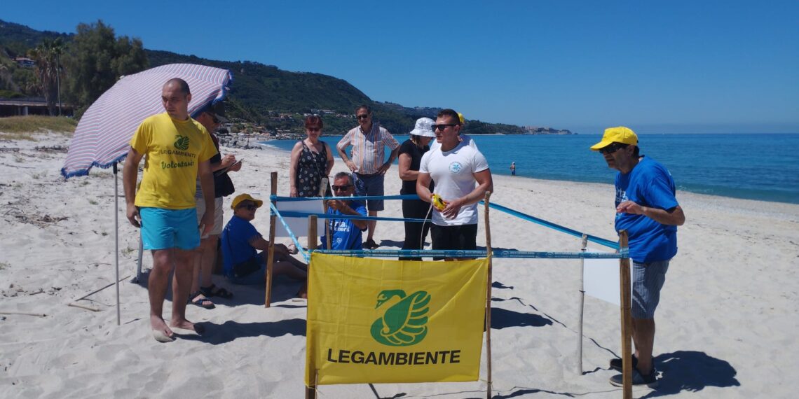 Trovati a Santa Domenica e a Parghelia i primi nidi di tartaruga marina della stagione
