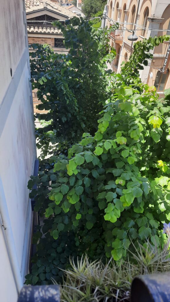 Vibo Valentia, la città del paradosso... tra alberi abbattuti ed altri lasciati crescere selvaggiamente 6 WhatsApp Image 2026 06 19 at 10.49.54