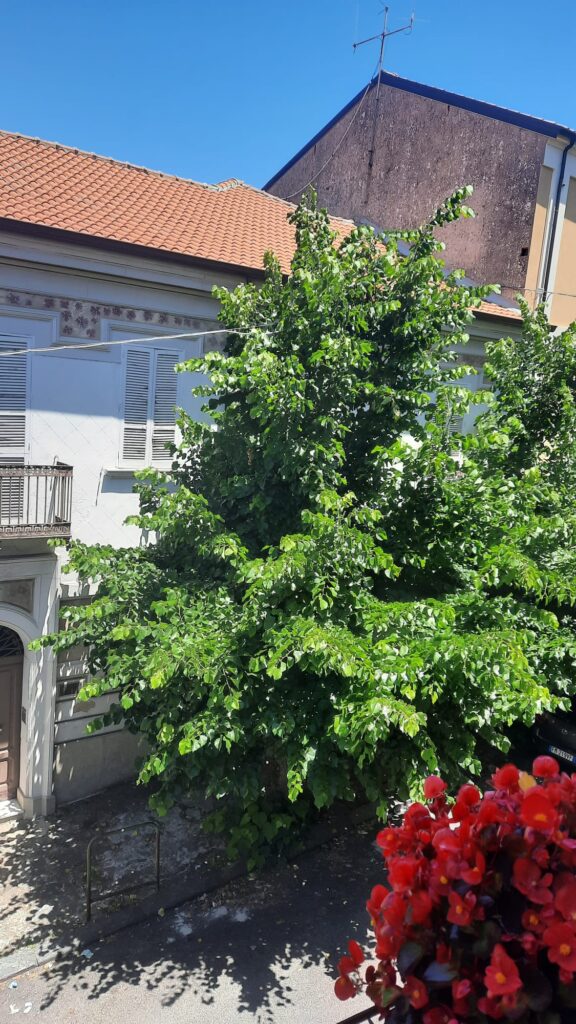 Vibo Valentia, la città del paradosso... tra alberi abbattuti ed altri lasciati crescere selvaggiamente 4 WhatsApp Image 2026 06 19 at 10.49.55 1