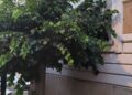 Vibo Valentia, la città del paradosso… tra alberi abbattuti ed altri lasciati crescere selvaggiamente