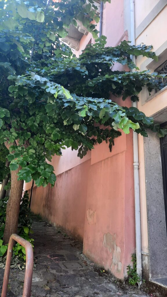Vibo Valentia, la città del paradosso... tra alberi abbattuti ed altri lasciati crescere selvaggiamente 3 WhatsApp Image 2026 06 19 at 10.49.55 2