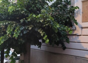 Vibo Valentia, la città del paradosso… tra alberi abbattuti ed altri lasciati crescere selvaggiamente
