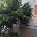 Vibo Valentia, la città del paradosso... tra alberi abbattuti ed altri lasciati crescere selvaggiamente 8 Vibo Valentia, la città del paradosso… tra alberi abbattuti ed altri lasciati crescere selvaggiamente