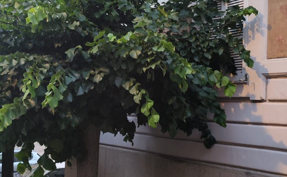Vibo Valentia, la città del paradosso... tra alberi abbattuti ed altri lasciati crescere selvaggiamente 1 Vibo Valentia, la città del paradosso… tra alberi abbattuti ed altri lasciati crescere selvaggiamente