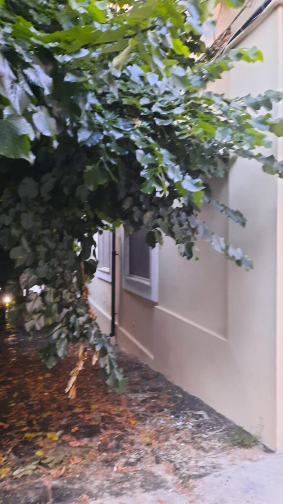 Vibo Valentia, la città del paradosso... tra alberi abbattuti ed altri lasciati crescere selvaggiamente 2 WhatsApp Image 2026 06 19 at 10.49.56