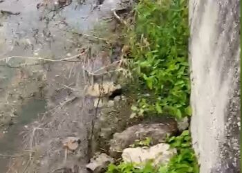 Bivona, tubo rotto e fogna che sversa a cielo aperto... e nessuno interviene in attesa di stabilire le responsabilità (VIDEO) 1 Bivona, tubo rotto e fogna che sversa a cielo aperto… e nessuno interviene in attesa di stabilire le responsabilità (VIDEO)