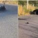 Perde la vita in un incidente lungo la SP 162/2 in direzione San Pietro a Maida 9 Perde la vita in un incidente lungo la SP 162/2 in direzione San Pietro a Maida