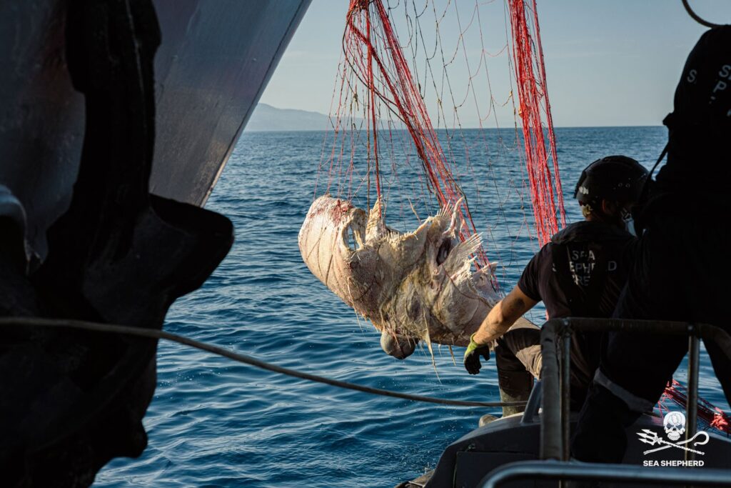 Operazione SISO9 di Sea Shepherd e ROAN di Vibo Valentia 3 operazione siso9 mobula mobular impigliata rete derivante sea shepherd italia