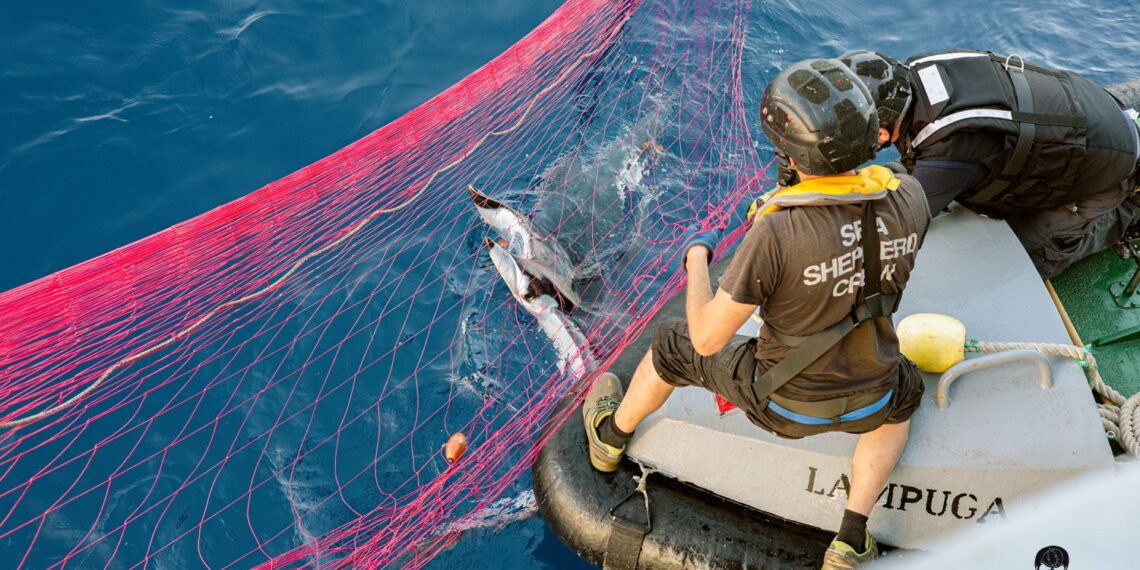 Operazione SISO9 di Sea Shepherd e ROAN di Vibo Valentia 1 Operazione SISO9 di Sea Shepherd e ROAN di Vibo Valentia