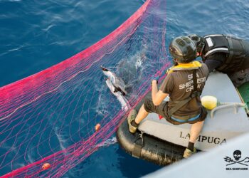 Operazione SISO9 di Sea Shepherd e ROAN di Vibo Valentia 4 Operazione SISO9 di Sea Shepherd e ROAN di Vibo Valentia