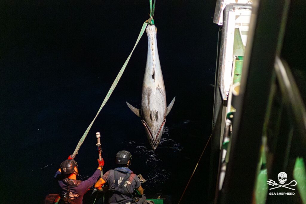 Operazione SISO9 di Sea Shepherd e ROAN di Vibo Valentia 8 operazione siso9 recupero tonno rosso rete illegale sea shepherd italia