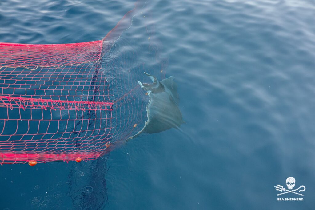 Operazione SISO9 di Sea Shepherd e ROAN di Vibo Valentia 2 operazione siso9 salvataggio manta mobula gommone lampuga sea shepherd italia
