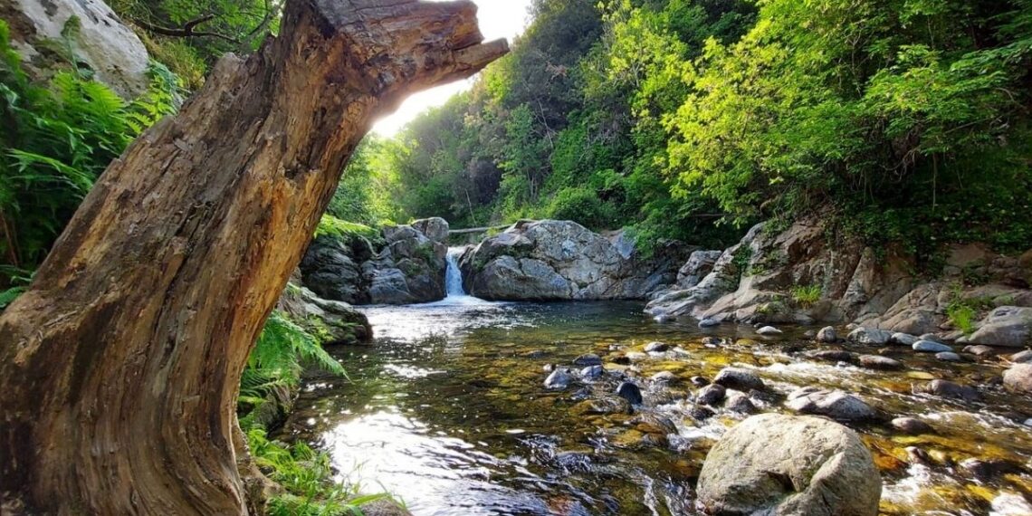 Open Day gratuito alla Riserva Naturale Regionale Valli Cupe: Due giorni per scoprire uno dei tesori naturalistici più straordinari della Calabria 1 Open Day gratuito alla Riserva Naturale Regionale Valli Cupe: Due giorni per scoprire uno dei tesori naturalistici più straordinari della Calabria