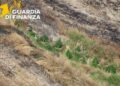 La Guardia di Finanza scopre due piantagioni tra Cutro e Papanice (VIDEO)