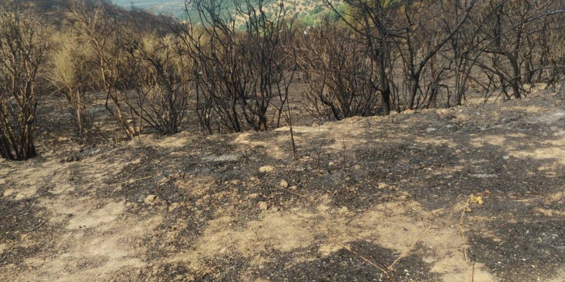 Cirò, quasi 500 ettari in cenere. Il sindaco Sculco: una ferita immensa per il nostro territorio