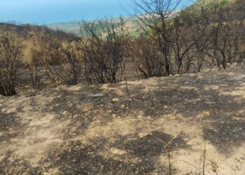 Cirò, quasi 500 ettari in cenere. Il sindaco Sculco: una ferita immensa per il nostro territorio