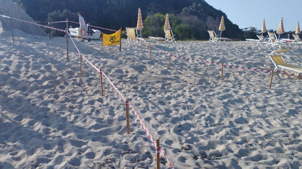 Trovato sulla Spiaggia del Tono, a Capo Vaticano, il terzo nido di tartarughe della stagione 5 IMG 20260712 WA0009