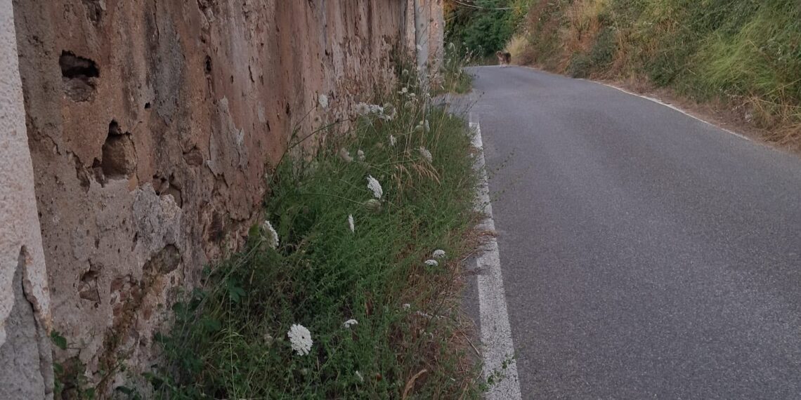 Vibo Valentia, marciapiedi invasi e città abbandonata: la denuncia di Forza Italia