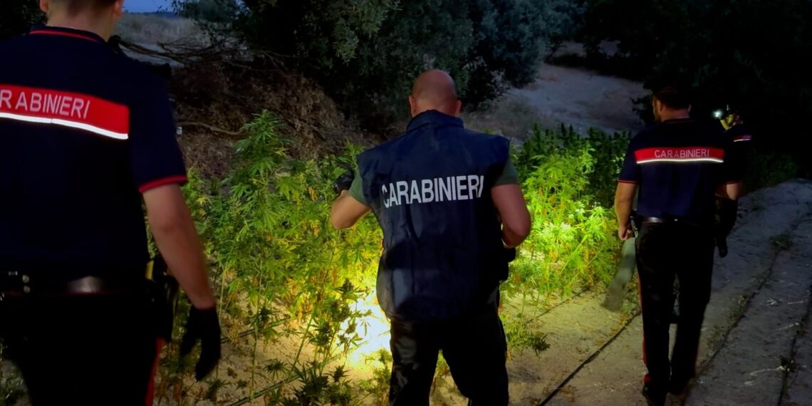 I Carabinieri scoprono una piantagione nella Locride (VIDEO)