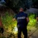 I Carabinieri scoprono una piantagione nella Locride (VIDEO)