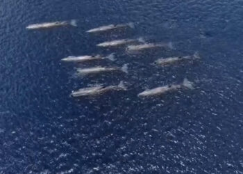 Nove capodogli nello Stretto di Messina