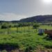 Impianto fotovoltaico a Maierato (Piana degli Scrisi) l’Ordine degli Agronomi di Vibo Valentia al fianco degli agricoltori 8 Impianto fotovoltaico a Maierato (Piana degli Scrisi) l’Ordine degli Agronomi di Vibo Valentia al fianco degli agricoltori