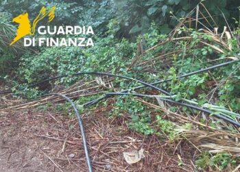 Scoperta un’altra piantagione di canapa indiana a Bonifati (VIDEO)