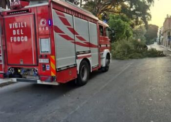 Reggio Calabria, si stacca un grosso ramo da un albero del Lungomare Matteotti all’altezza di Villa Zerbi