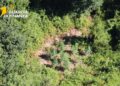 Scoperta una piantagione di canapa indiana a Grisolia (VIDEO) 7 Scoperta una piantagione di canapa indiana a Grisolia (VIDEO)