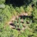 Scoperta una piantagione di canapa indiana a Grisolia (VIDEO) 11 Scoperta una piantagione di canapa indiana a Grisolia (VIDEO)