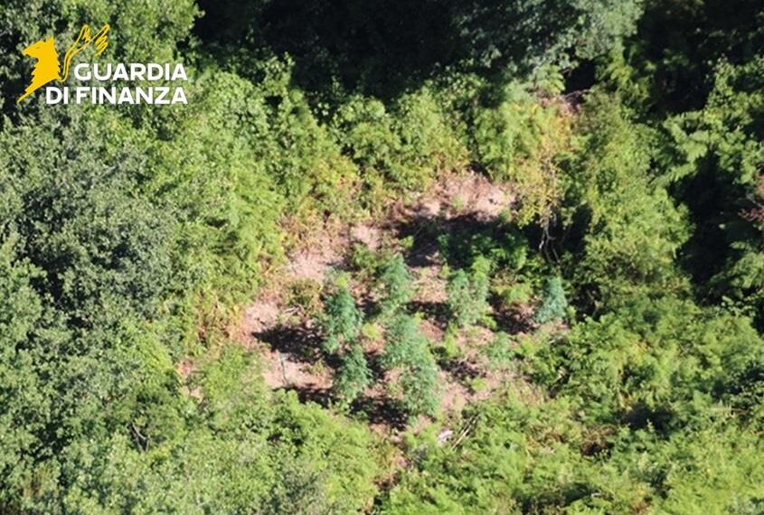 Scoperta una piantagione di canapa indiana a Grisolia (VIDEO)