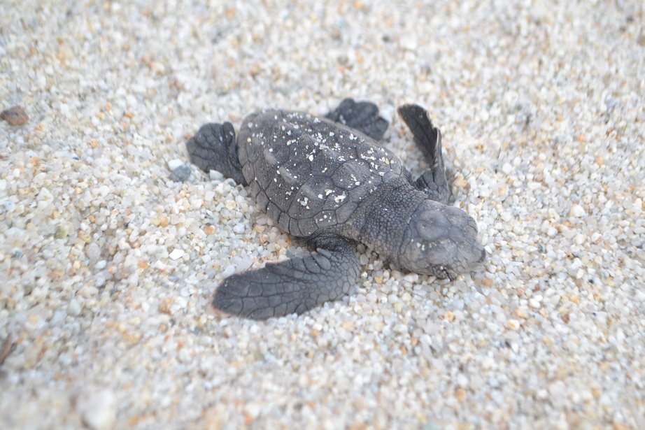 Tartarughe Caretta Caretta: schiuso il nido sito sulla spiaggia di Parghelia 4 DSC 0017