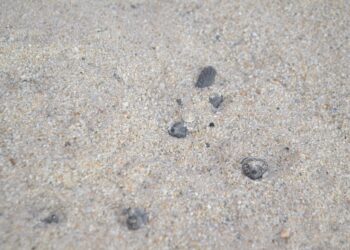 Tartarughe Caretta Caretta: schiuso il nido sito sulla spiaggia di Parghelia