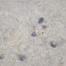Tartarughe Caretta Caretta: schiuso il nido sito sulla spiaggia di Parghelia 13 Tartarughe Caretta Caretta: schiuso il nido sito sulla spiaggia di Parghelia