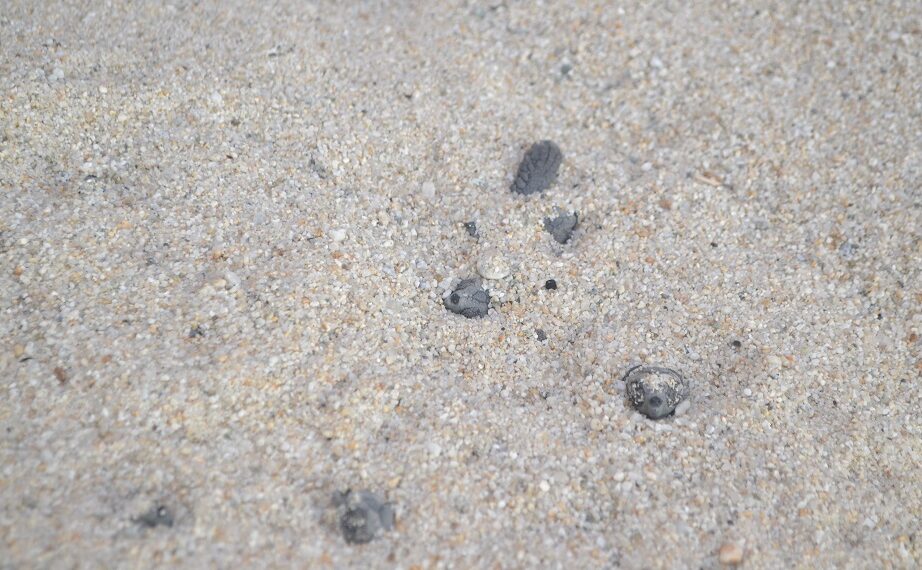 Tartarughe Caretta Caretta: schiuso il nido sito sulla spiaggia di Parghelia 1 Tartarughe Caretta Caretta: schiuso il nido sito sulla spiaggia di Parghelia