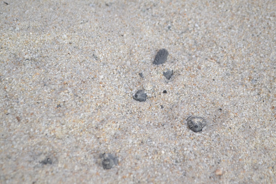 Tartarughe Caretta Caretta: schiuso il nido sito sulla spiaggia di Parghelia 5 DSC 0044