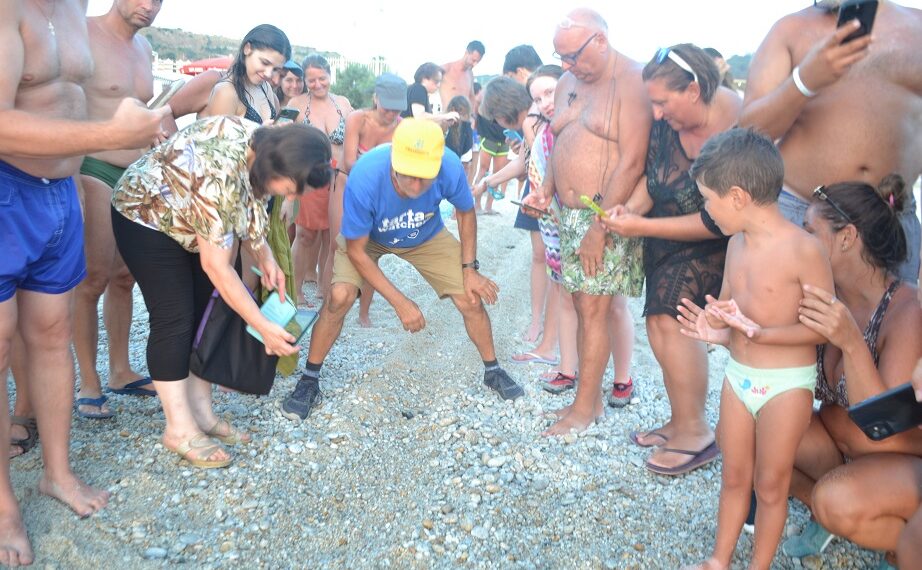 Trovato sulla spiaggia di Zambrone, in un lido, il quarto nido di tartarughe della stagione 1 Trovato sulla spiaggia di Zambrone, in un lido, il quarto nido di tartarughe della stagione