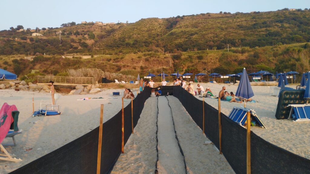 Tartarughe Caretta Caretta: schiuso il nido sito sulla spiaggia di Parghelia 6 IMG 20260802 WA0074 1