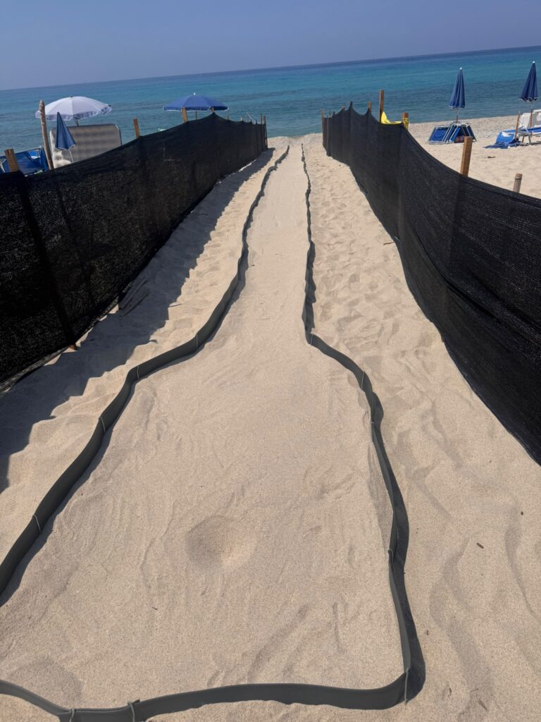 Tartarughe Caretta Caretta: schiuso il nido sito sulla spiaggia di Parghelia 2 IMG 20260803 WA0041