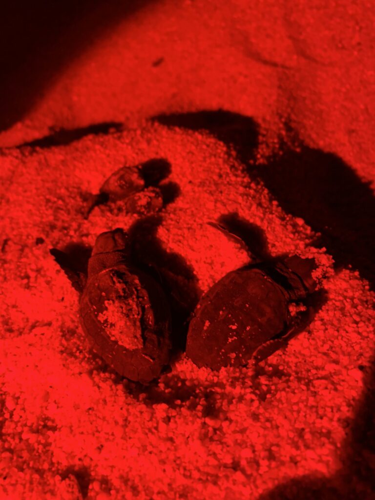 Trovato sulla spiaggia di Zambrone, in un lido, il quarto nido di tartarughe della stagione 6 IMG 9512