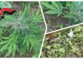 Joppolo: scoperta dai carabinieri una coltivazione di cannabis, denunciato un uomo 2 Joppolo: scoperta dai carabinieri una coltivazione di cannabis, denunciato un uomo